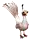 albinoPeacock.png