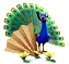 peacock_misja1.png