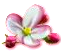bloomingmar2017appleblossom.png