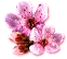 bloomingmar2017cherryblossom.png