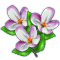 countrylayerjul2018blossom_shopsale.png