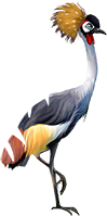 breedingsep2018_crane1.png